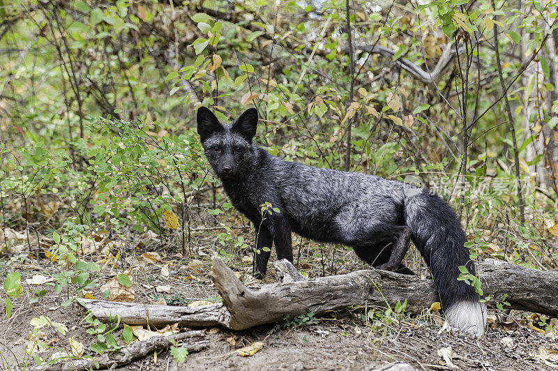 银狐是一种黑色的形式的红狐(Vulpes Vulpes)。银狐的皮毛变化很大。有些是完全光滑的黑色，除了尾巴尖端的白色颜色，使它们的外观有点银色。